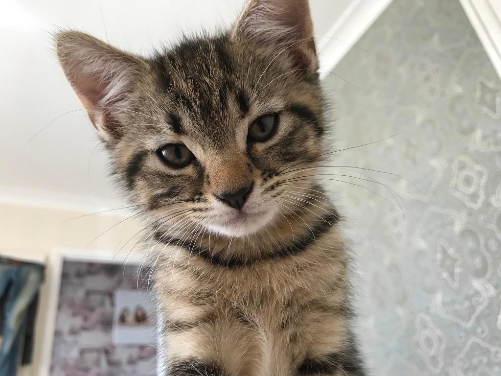 Male kitten in Romford, London Gumtree