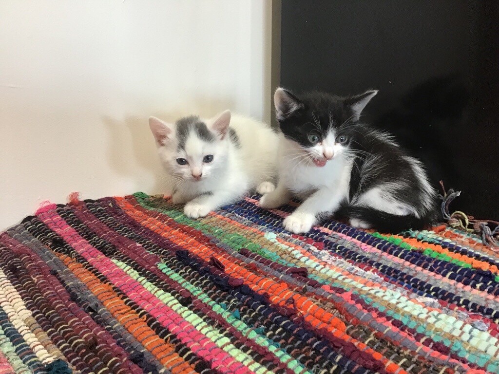 Ragdoll X British Short Haired Kittens In Bridgwater Somerset