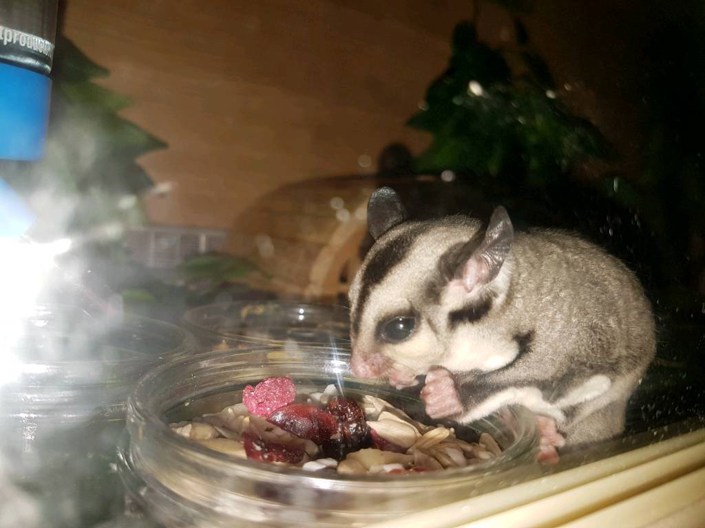 Sugar gliders | in Eastleigh, Hampshire | Gumtree