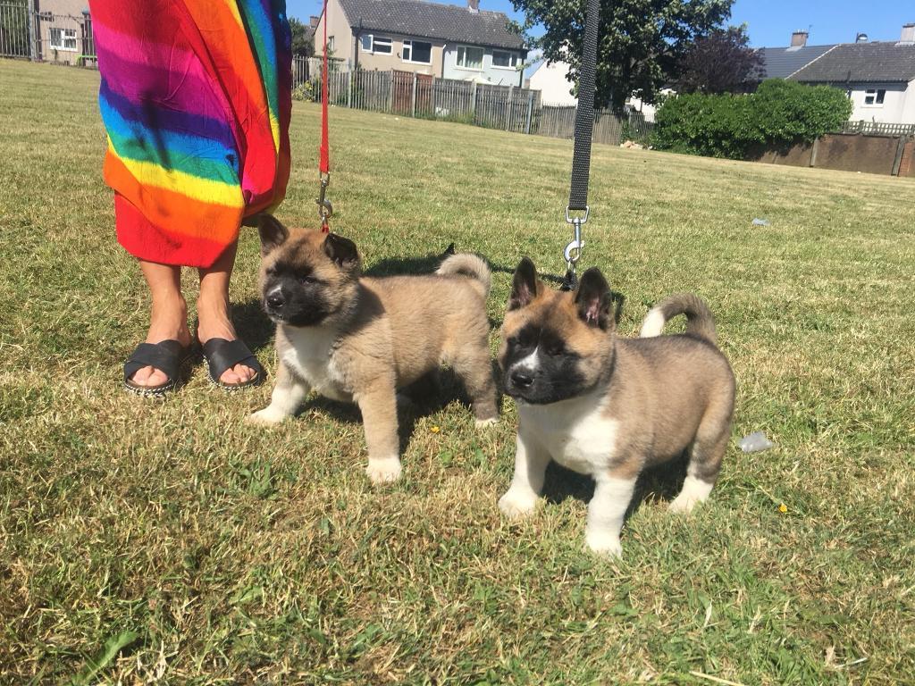 American Akita puppies for sale in Bradford, West Yorkshire Gumtree