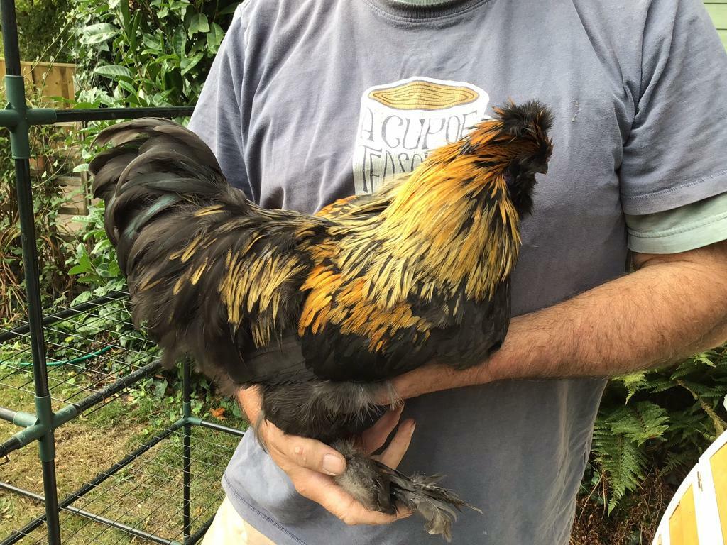 Young Cockerel partridge silkie mix | in Southampton, Hampshire | Gumtree