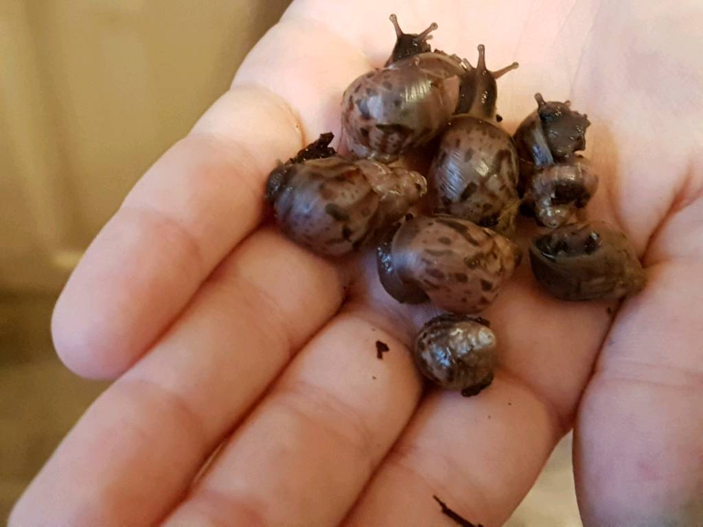 Baby of giant African snails. in Plymouth, Devon Gumtree