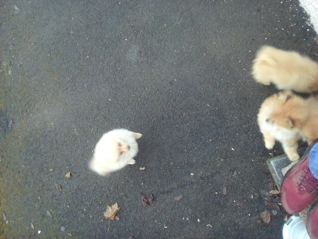 Pomeranian for sale in Lochgelly, Fife Gumtree
