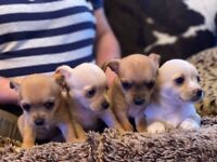 Chihuahua puppies - ready early June