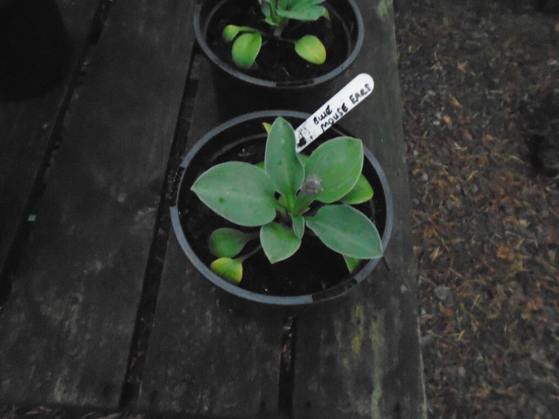 Blue Garden Pots for sale in UK | View 32 bargains