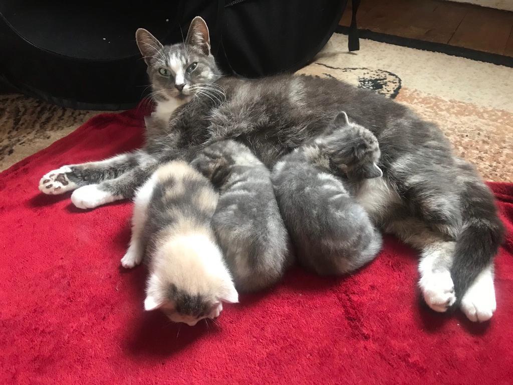 For Sale 1 Absolutely Part Maine Coone Kittens in Tranent