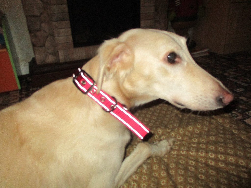 Beautiful healthy 3 legged lurcher dog needs a loving home in Norwich