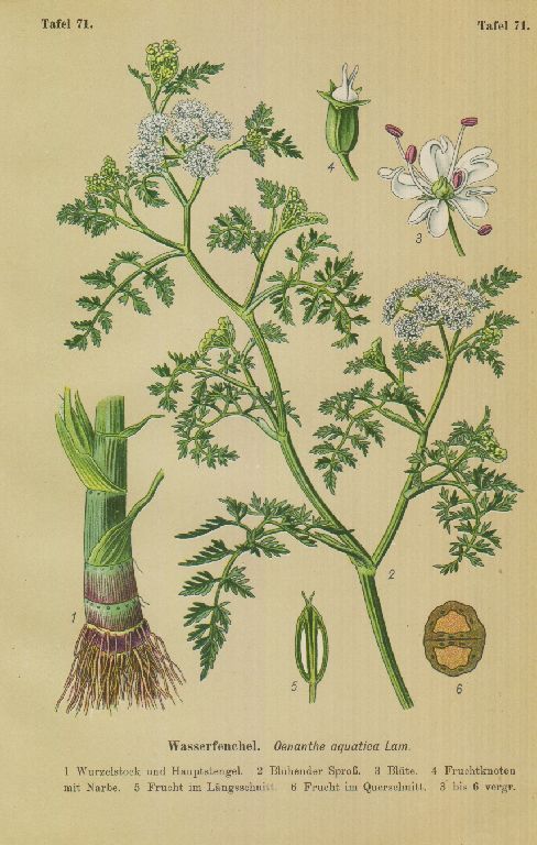 GroÃEr Wasserfenchel (Oenanthe Aquatica)  Lithographie V. 1910
