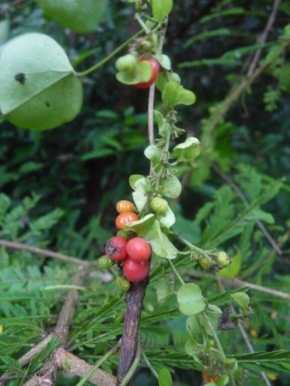 Cissampelos pareira