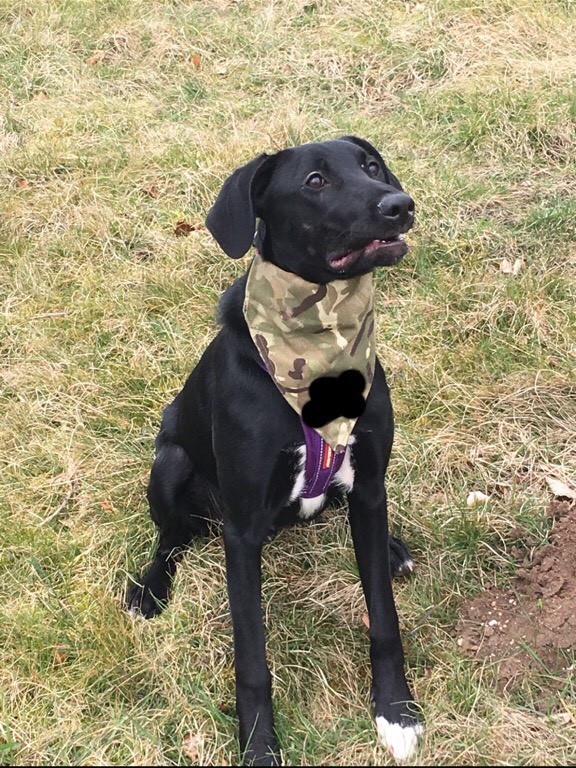 Doberman X border collie pup in Salisbury, Wiltshire Gumtree