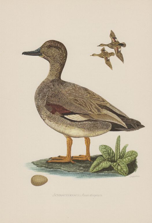 Schnatterente (Anas Strepera) Mittelente Knarrente  Farbdruck 1953 Ornithologie