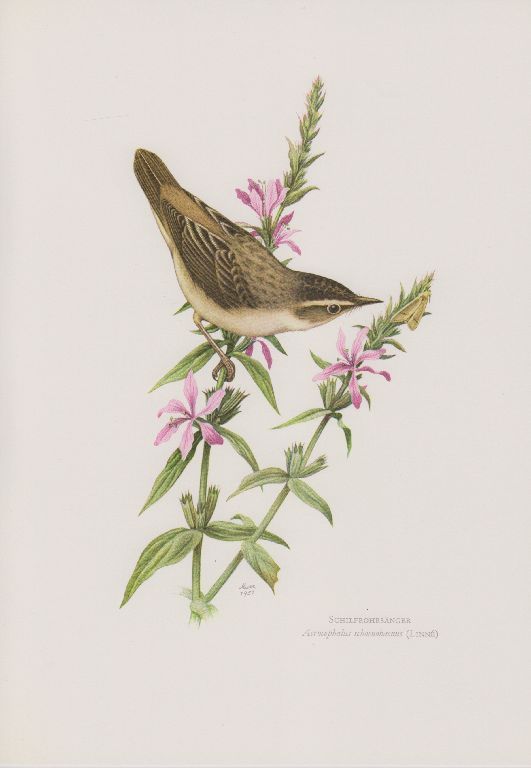 SchilfrohrsÃ¤Nger Acrocephalus Schoenobaenus Farbdruck 1958 Ornithologie