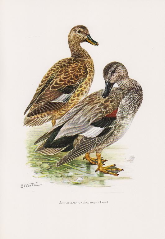 Schnatterente (Anas Strepera) Nesselente Mittelente  Farbdruck 1958 Ornithologie