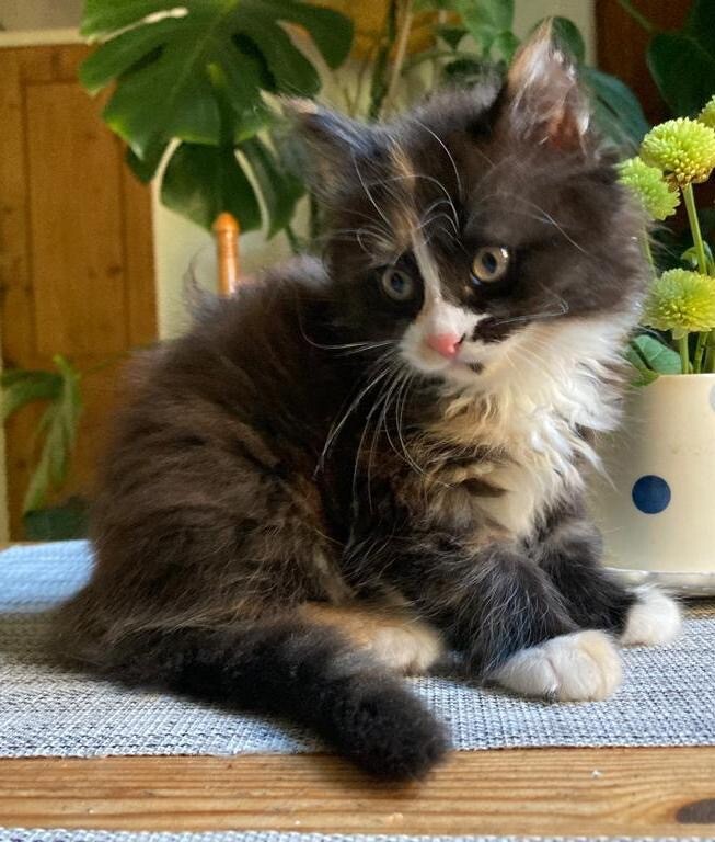 Two fluffy tricolor kittens , ginger tabby and two not fluffy kittens