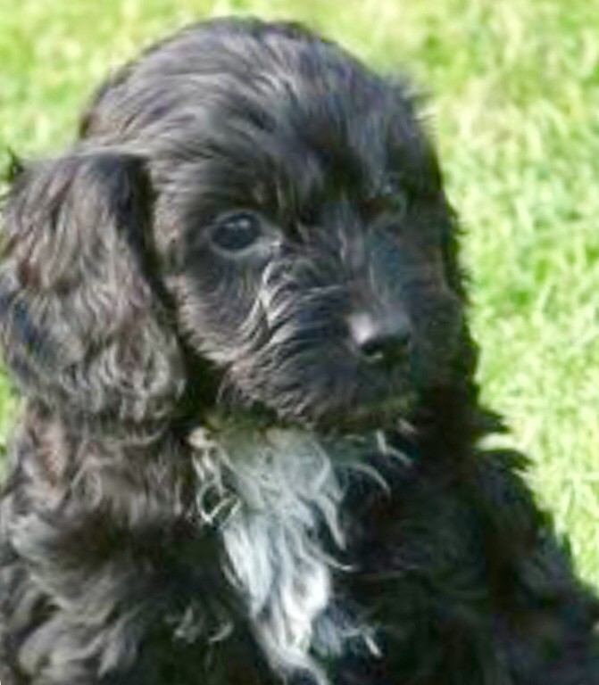 PRA CLEAR CURLY COCKAPOO in Heywood, Manchester Gumtree