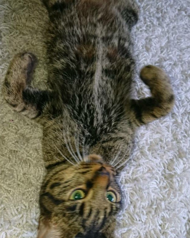 7 month old cat for sale in Edinburgh Gumtree