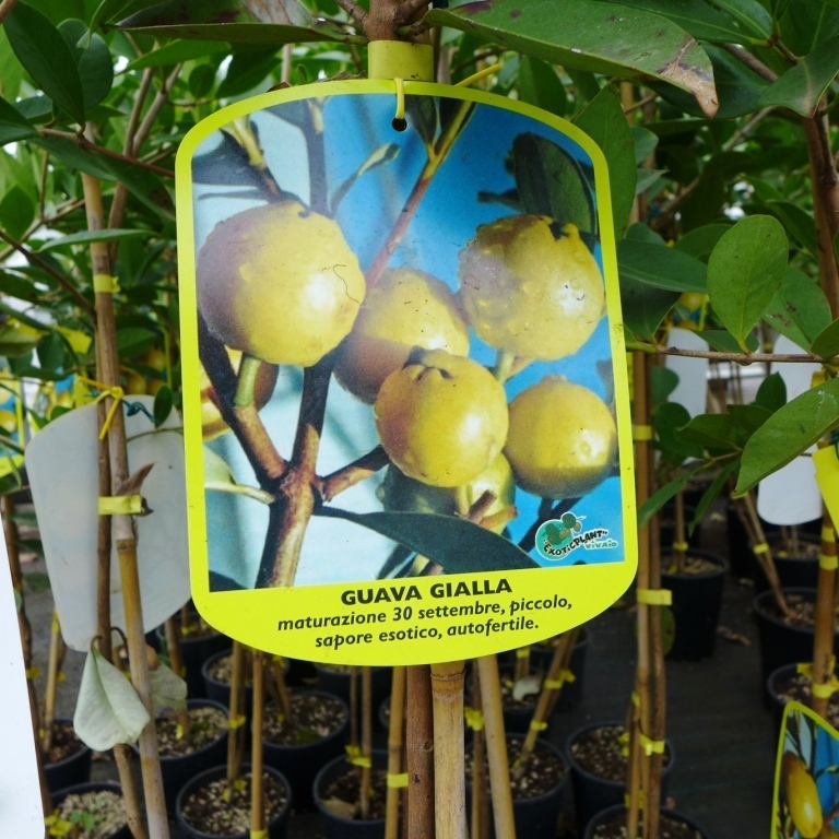 Guavenbaum gelbe Guave gialla selbstbefruchtend Psidium guajava ca. 150 - 180 cm