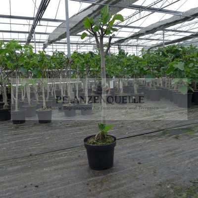 90 - 120 cm Feigenbaum dicker Stamm Ficus Carica Hochstamm Feige Obstbaum kadota