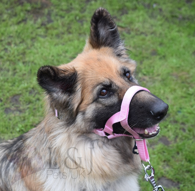 Padded Head Collar Champion Dog Training Halter Stops Dog Pulling Training Tool 