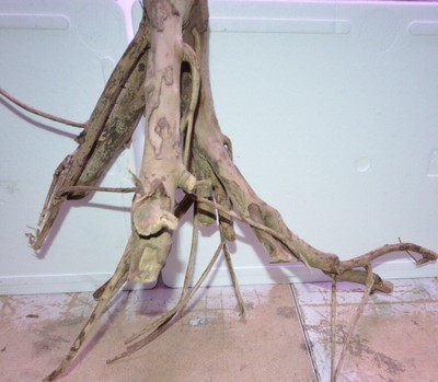 XL Talawa Wurzel, sehr filigran,trocken für Aquaristik/Terraristik # 4331