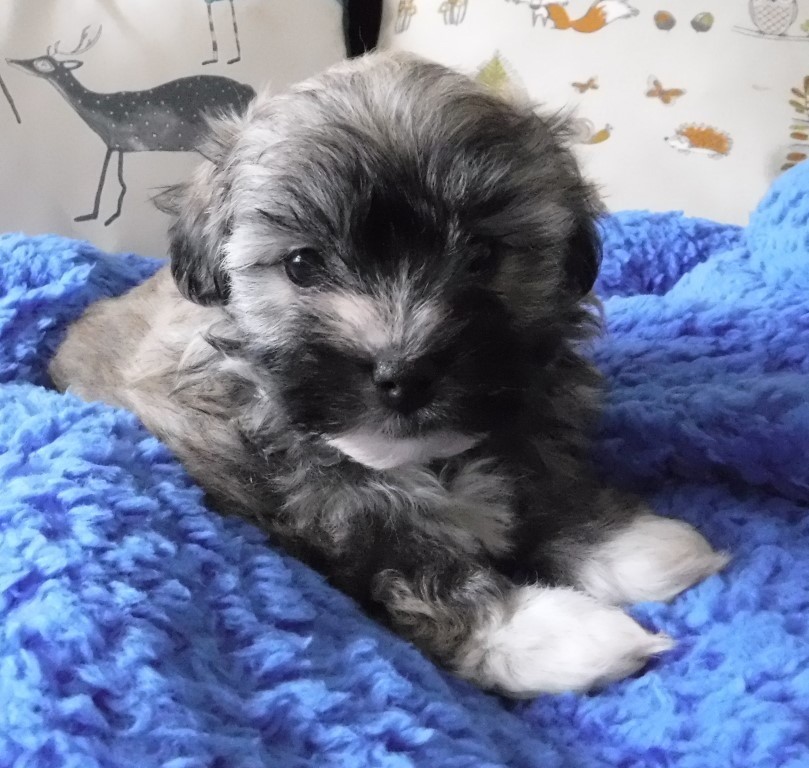 Pure Havanese puppies for sale in Edinburgh City Centre, Edinburgh Gumtree