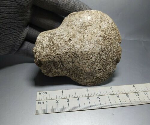 Cucuteni-Trypillia culture fragment Stone Axe Adze Hammer Tool Head 5000-3000BC 