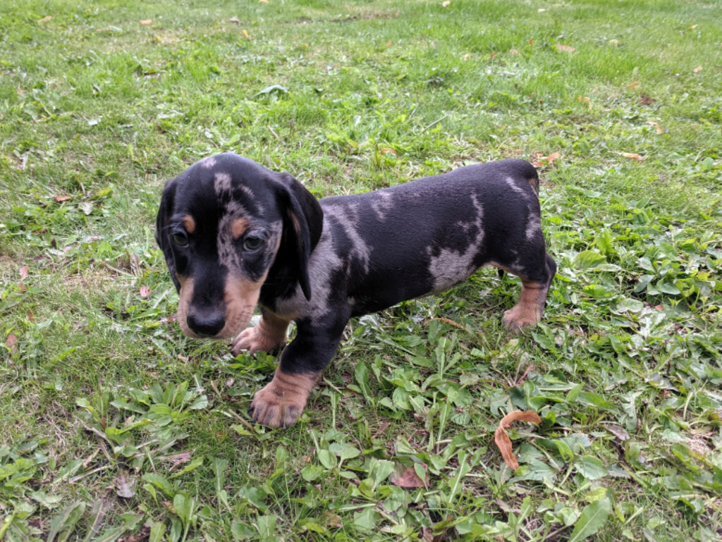 Miniature Shorthaired Dachshund Puppies In Warminster Wiltshire