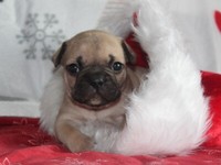 French Bulldog In East Sussex Dogs Puppies For Sale Gumtree