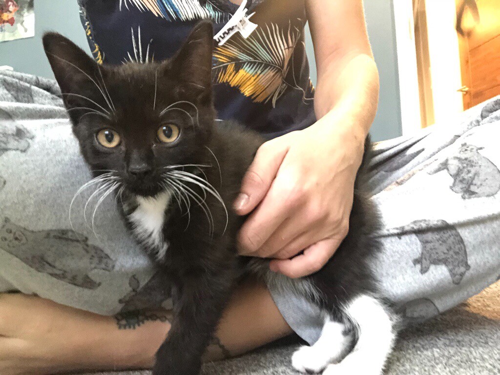 Kitten for sale in Sutton, London Gumtree