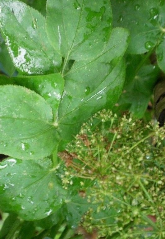 â« Maceron PerfoliÃ© -Smyrnium Perfoliatum â« Graines â« Collection Aromes Gustatifs