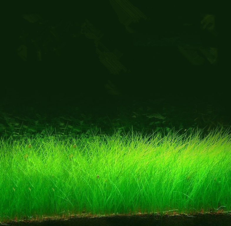 Bodendecker 2x1000 Grassamen.Geeignet Süswasser Aquarium u.Feuchtterrarien .09A
