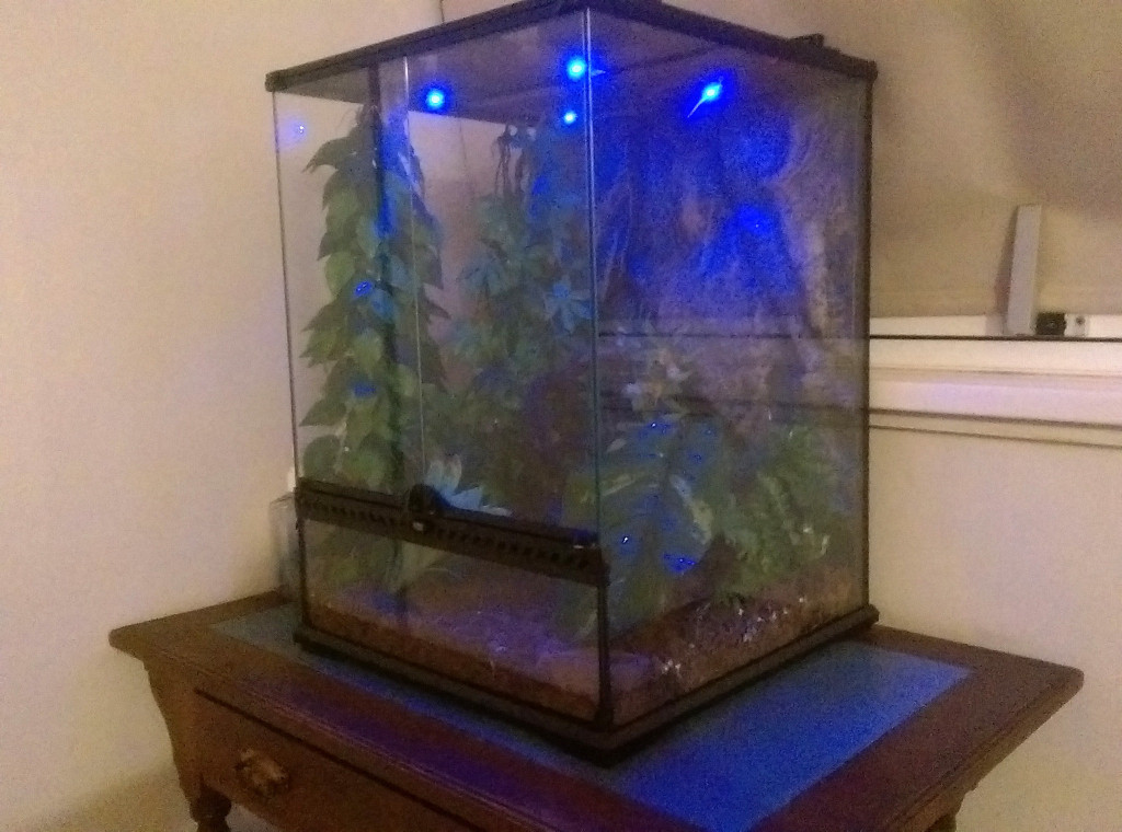 Crested Gecko + Full Set Up lights, fans, fog machine, sensors