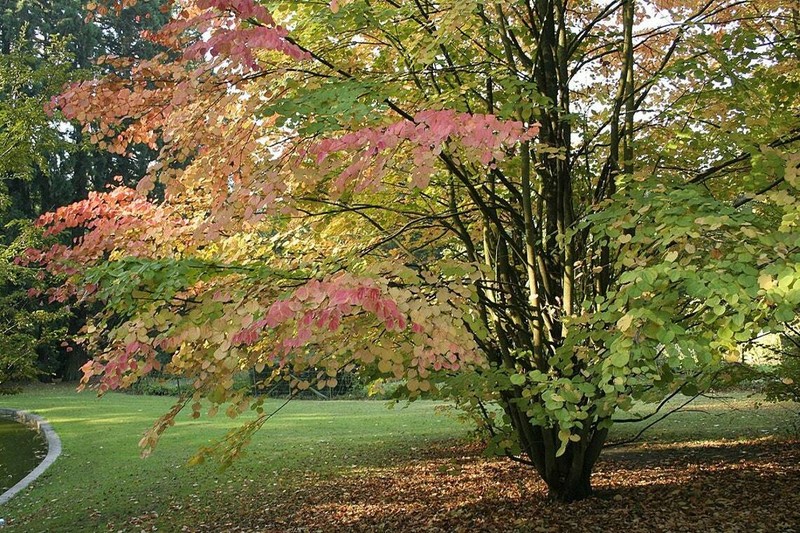 10 Graines Cercidiphyllum Japonicum, Arbre Au Caramel, Katsura