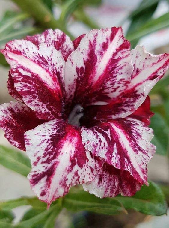 4 White Purple Desert Rose Seeds Adenium Obesum Flower Perennial Exotic Seed 47