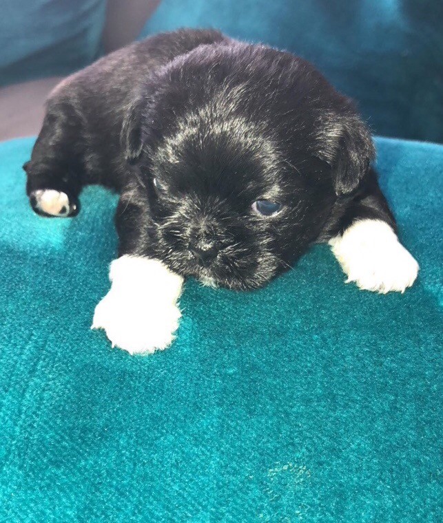 Puppy For Sale in Newcastle, Tyne and Wear Gumtree