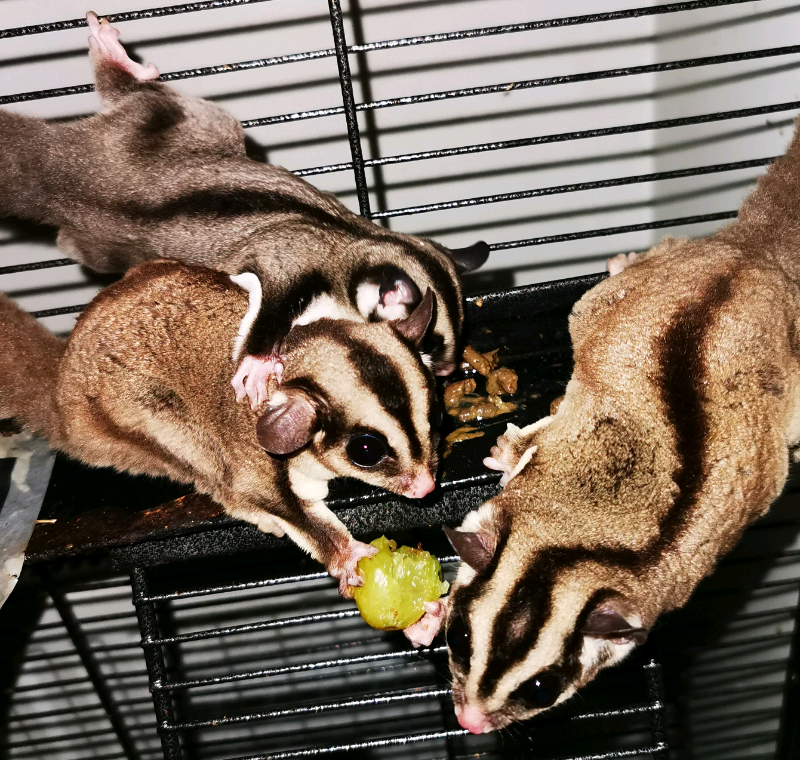 Sugar glider | in Southport, Merseyside | Gumtree