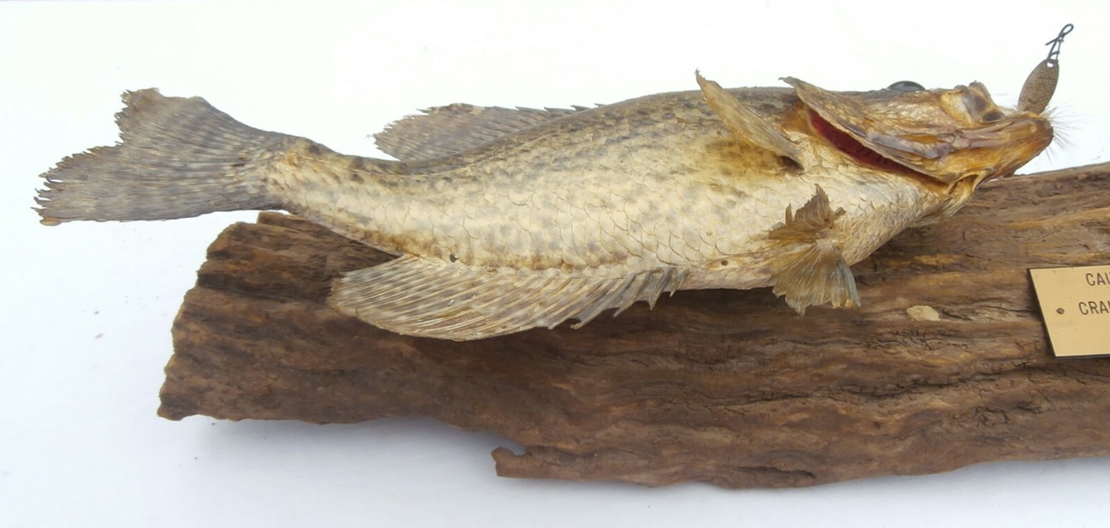 Vintage 2 Crappies on Wood Live Skin Wall Mount