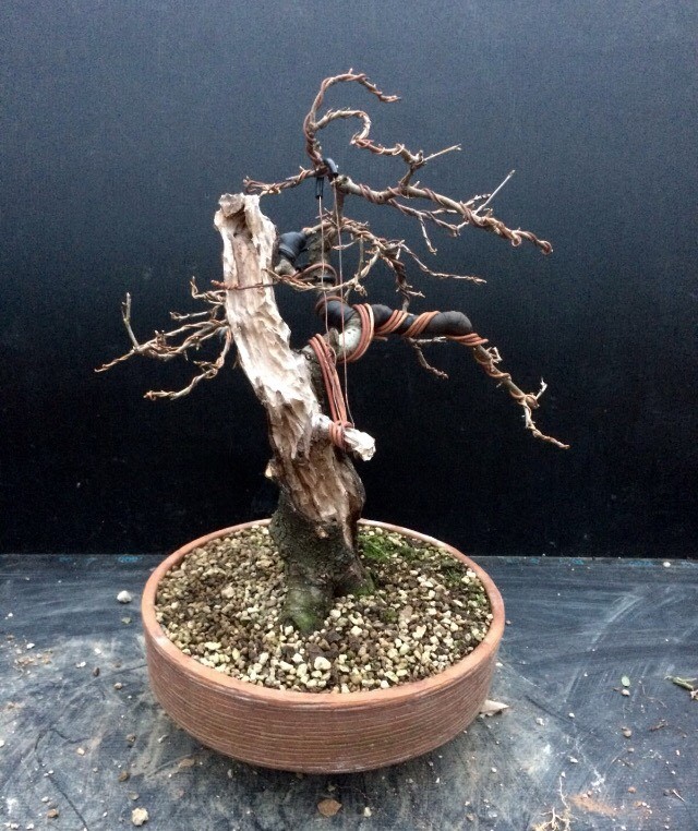 "Sold" Wild Cherry "Prunus Mahaleb Bonsai in Sherburn in Elmet, West
