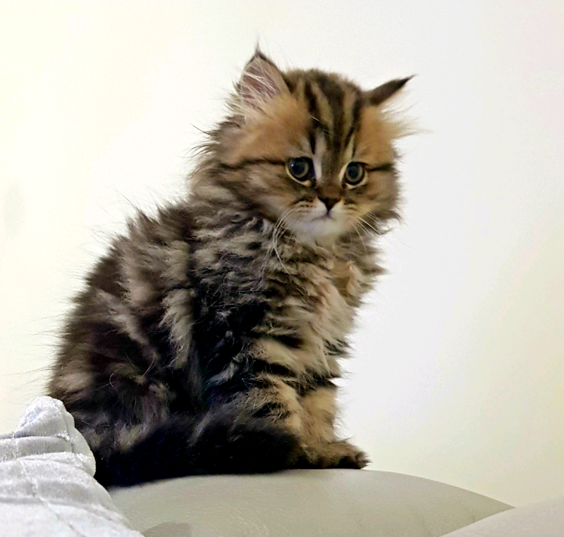 Stunning brown persian kitten (URGENT SALE REQUIRED) | in Whitechapel