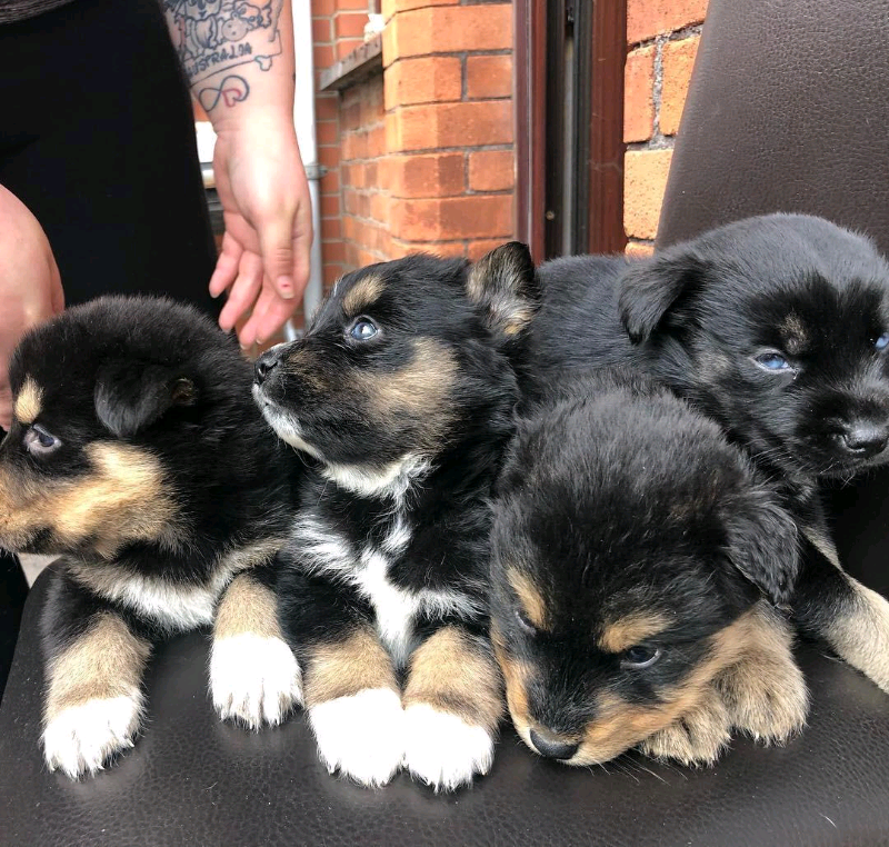 Husky rottweiler pups in Bloomfield, Belfast Gumtree