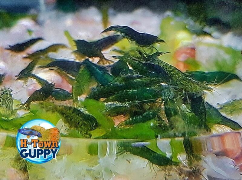 10+1 Green Jade - Freshwater Neocaridina Aquarium Shrimp. Live Guarantee