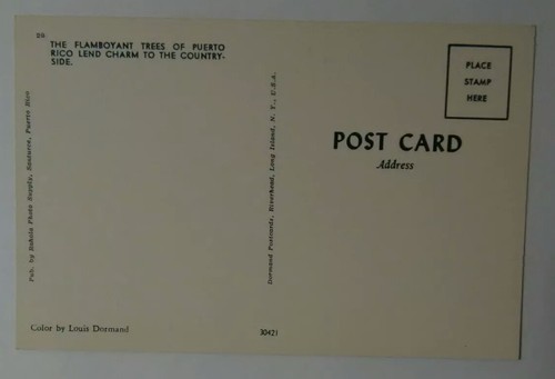 Vintage PUERTO RICO Postcard Flamboyant Trees of Countryside