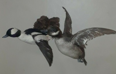 Birds Westernskytaxidermy