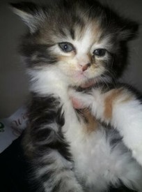 British Blue Shorthair Kittens For Sale In Bootle Merseyside