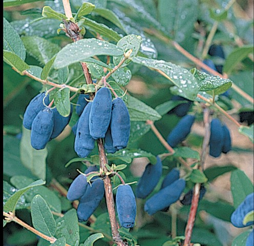 haskap honeyberry