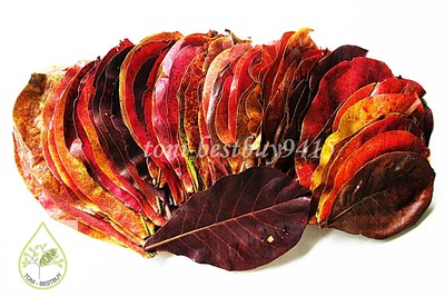 60 PCS 5-6'' BEST Catappa Ketapang Indian Almond Leave Cherry Shrimp Betta Discus