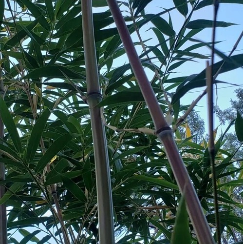 Bamboo Red Margin Phyllostachys Rubromarginata Bare Root Plant Rhizome Privacy 