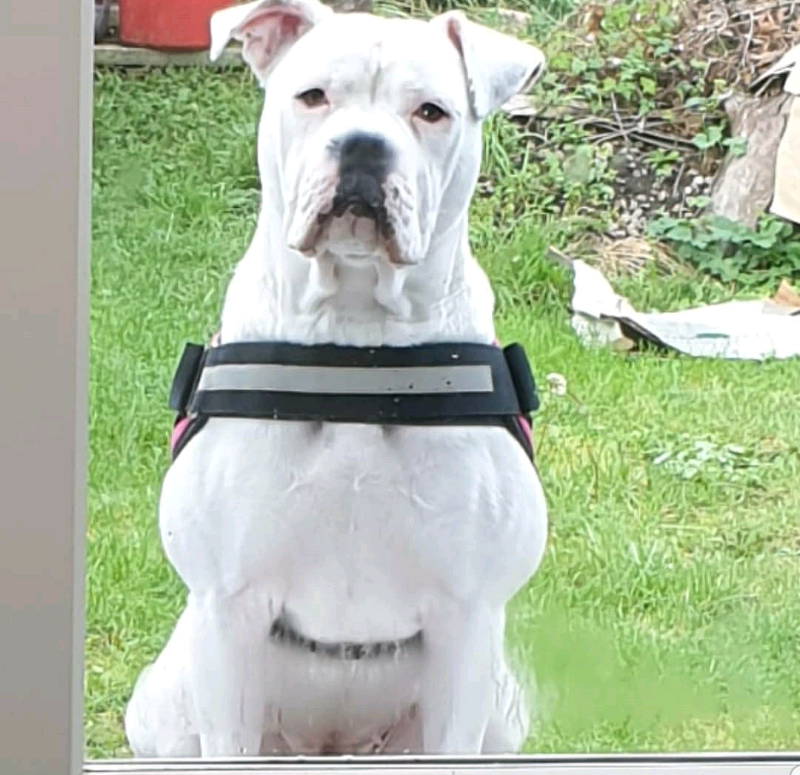 Female American bulldog | in Swinton, South Yorkshire | Gumtree