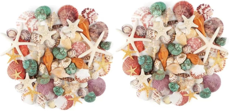 400G Sea Shells Bulk Mixed Ocean Beach Seashells, Various Sizes Natural Sea Shel