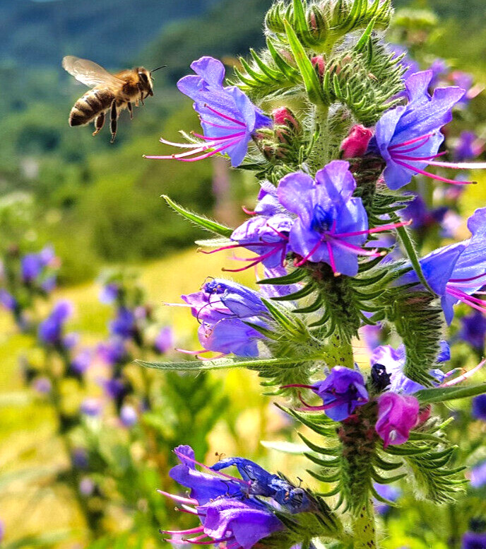 700 Samen Natternkopf Echium Vulgare Wildpflanze Bienenweide Bienenfreundlich